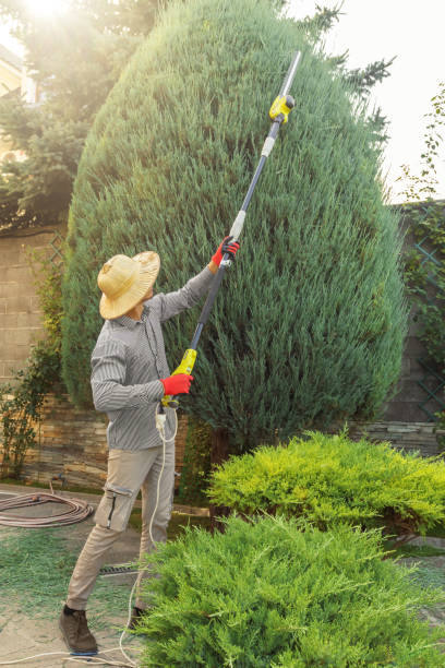 How Our Tree Care Process Works  in  San Fernando, CA